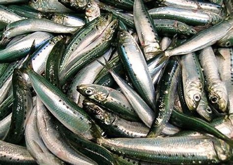 sardine fishing